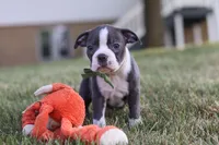 Bennie, a male Boston Terrier for sale in Dundee, OH – 5 of 10