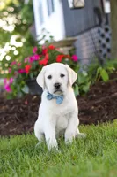 Kurt, a male Labrador Retriever for sale in Dundee, OH – 6 of 10