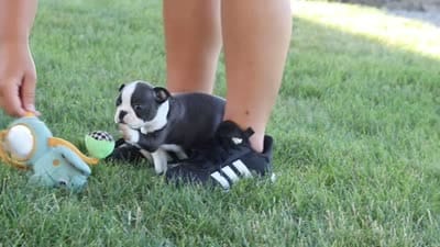 Miles, a male Boston Terrier for sale in Dundee, OH – 10 of 10