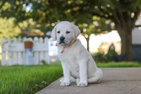 Sherry, a female Labrador Retriever for sale in Dundee, OH – 6 of 8
