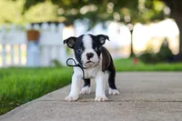 Seth, a male Boston Terrier for sale in Dundee, OH – 7 of 8