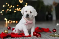 Besty, a female Labrador Retriever for sale in Dundee, OH – Photo 4 of 10