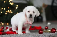 Besty, a female Labrador Retriever for sale in Dundee, OH – Photo 5 of 10