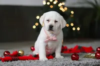 Besty, a female Labrador Retriever for sale in Dundee, OH – Photo 8 of 10