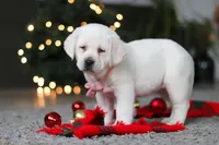 Besty, a female Labrador Retriever for sale in Dundee, OH – Photo 7 of 10