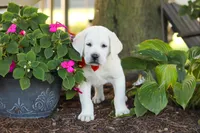 Stormy, a male Labrador Retriever for sale in Dundee, OH – 4 of 10