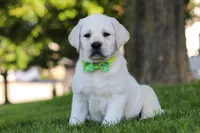 Bernie, a male Labrador Retriever for sale in Dundee, OH – 4 of 8