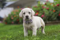 Breanna, a female Labrador Retriever for sale in Dundee, OH – 1 of 7