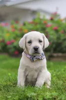 Breanna, a female Labrador Retriever for sale in Dundee, OH – 6 of 7