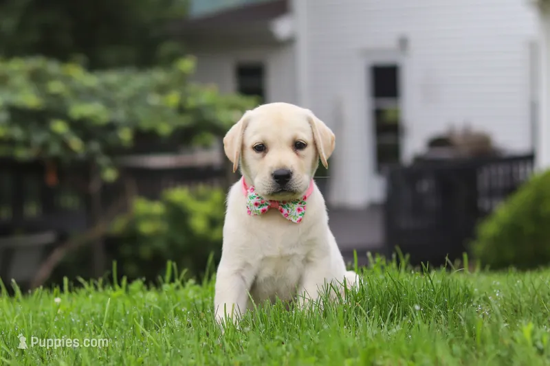 Betsy – Labrador Retriever puppy for sale in Dundee, OH