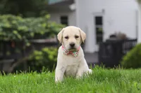 Betsy, a female Labrador Retriever for sale in Dundee, OH – 1 of 7
