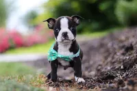 Sammy, a male Boston Terrier for sale in Dundee, OH – Photo 4 of 8