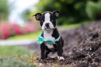 Sammy, a male Boston Terrier for sale in Dundee, OH – Photo 2 of 8