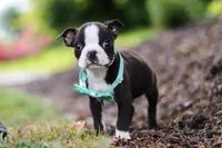 Sammy, a male Boston Terrier for sale in Dundee, OH – Photo 7 of 8