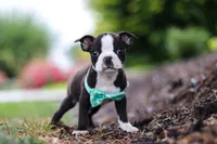 Sammy, a male Boston Terrier for sale in Dundee, OH – Photo 5 of 8