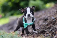 Sammy, a male Boston Terrier for sale in Dundee, OH – Photo 3 of 8