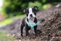 Sammy, a male Boston Terrier for sale in Dundee, OH – Photo 6 of 8
