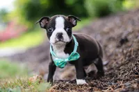 Sammy, a male Boston Terrier for sale in Dundee, OH – Photo 8 of 8