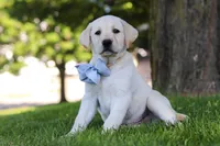 Bert, a male Labrador Retriever for sale in Dundee, OH – 4 of 7