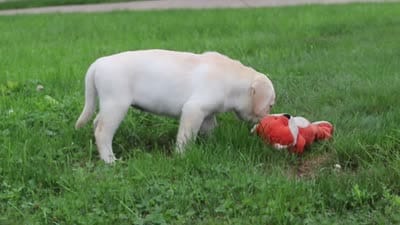 Betsy, a female Labrador Retriever for sale in Dundee, OH – 7 of 7