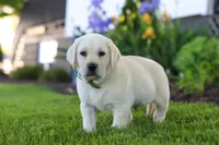 Barney, a male Labrador Retriever for sale in Dundee, OH – 4 of 6