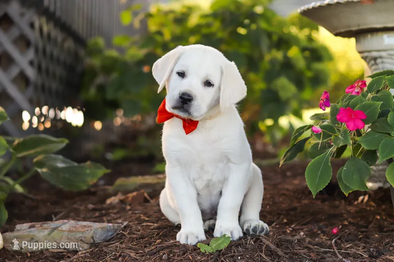 Stormy – Labrador Retriever puppy for sale in Dundee, OH