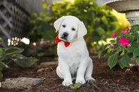 Stormy, a male Labrador Retriever for sale in Dundee, OH – 1 of 10