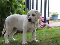 Beth, a female Labrador Retriever for sale in Dundee, OH – Photo 4 of 5