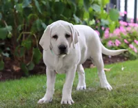 Beth, a female Labrador Retriever for sale in Dundee, OH – Photo 3 of 5