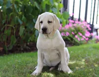 Beth, a female Labrador Retriever for sale in Dundee, OH – Photo 2 of 5