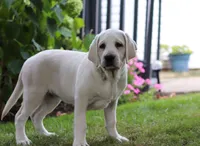 Beth, a female Labrador Retriever for sale in Dundee, OH – Photo 5 of 5