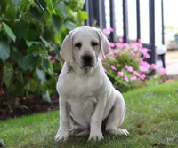 Beth, a female Labrador Retriever for sale in Dundee, OH – Photo 1 of 5