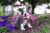 Bradie, a male Boston Terrier for sale in Dundee, OH – 8 of 9