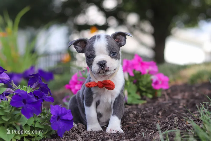 Bradie – Boston Terrier puppy for sale in Dundee, OH