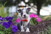 Bradie, a male Boston Terrier for sale in Dundee, OH – 1 of 9