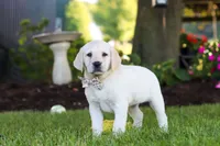 Kerri, a female Labrador Retriever for sale in Dundee, OH – 2 of 10