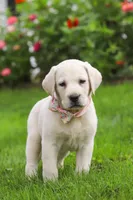 Barbie, a female Labrador Retriever for sale in Dundee, OH – 5 of 8