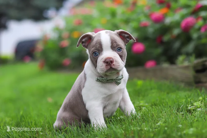 Sonny – Boston Terrier puppy for sale in Dundee, OH