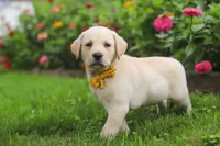 Buster, a male Labrador Retriever for sale in Dundee, OH – 4 of 10