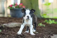 Maverick, a male Boston Terrier for sale in Dundee, OH – 2 of 9