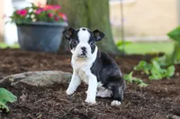 Maverick, a male Boston Terrier for sale in Dundee, OH – 6 of 9
