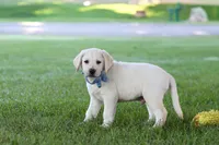 Kurt, a male Labrador Retriever for sale in Dundee, OH – 8 of 10