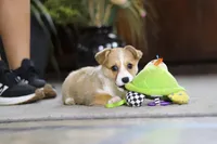 Fern, a female Pembroke Welsh Corgi for sale in Dundee, OH – Photo 6 of 7