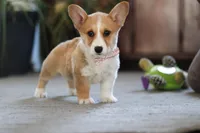 Fern, a female Pembroke Welsh Corgi for sale in Dundee, OH – 1 of 6