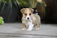 Fern, a female Pembroke Welsh Corgi for sale in Dundee, OH – Photo 1 of 7