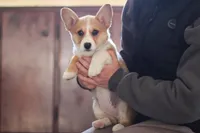 Fern, a female Pembroke Welsh Corgi for sale in Dundee, OH – 2 of 6