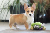 Fern, a female Pembroke Welsh Corgi for sale in Dundee, OH – 3 of 6