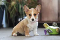 Fern, a female Pembroke Welsh Corgi for sale in Dundee, OH – 6 of 6