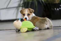 Fern, a female Pembroke Welsh Corgi for sale in Dundee, OH – Photo 5 of 7