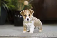 Fern, a female Pembroke Welsh Corgi for sale in Dundee, OH – Photo 2 of 7